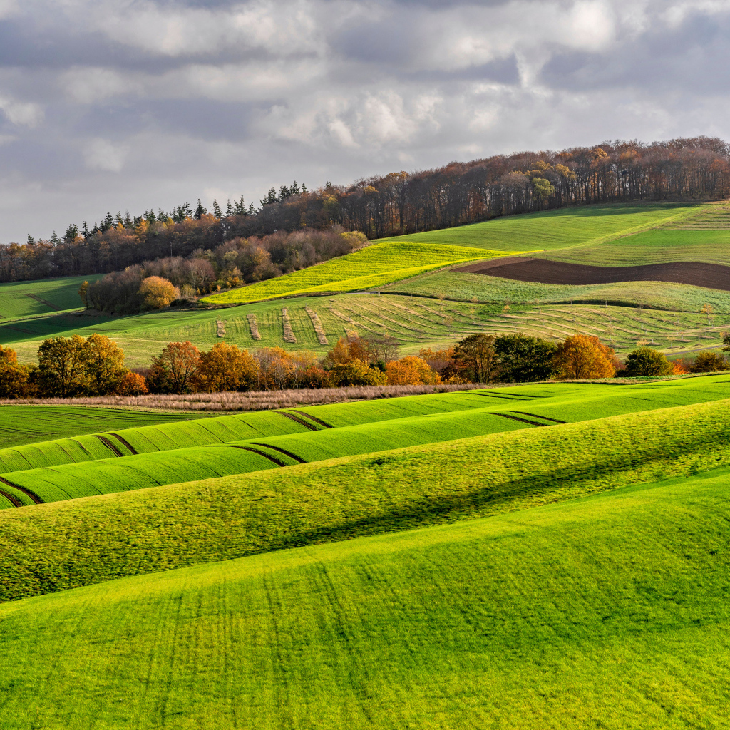 Покрытые зелеными растениями поля в Германии