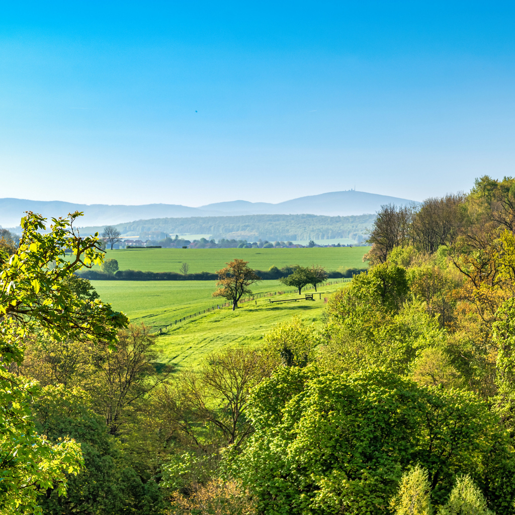 Зеленые деревья под голубым небом, Германия
