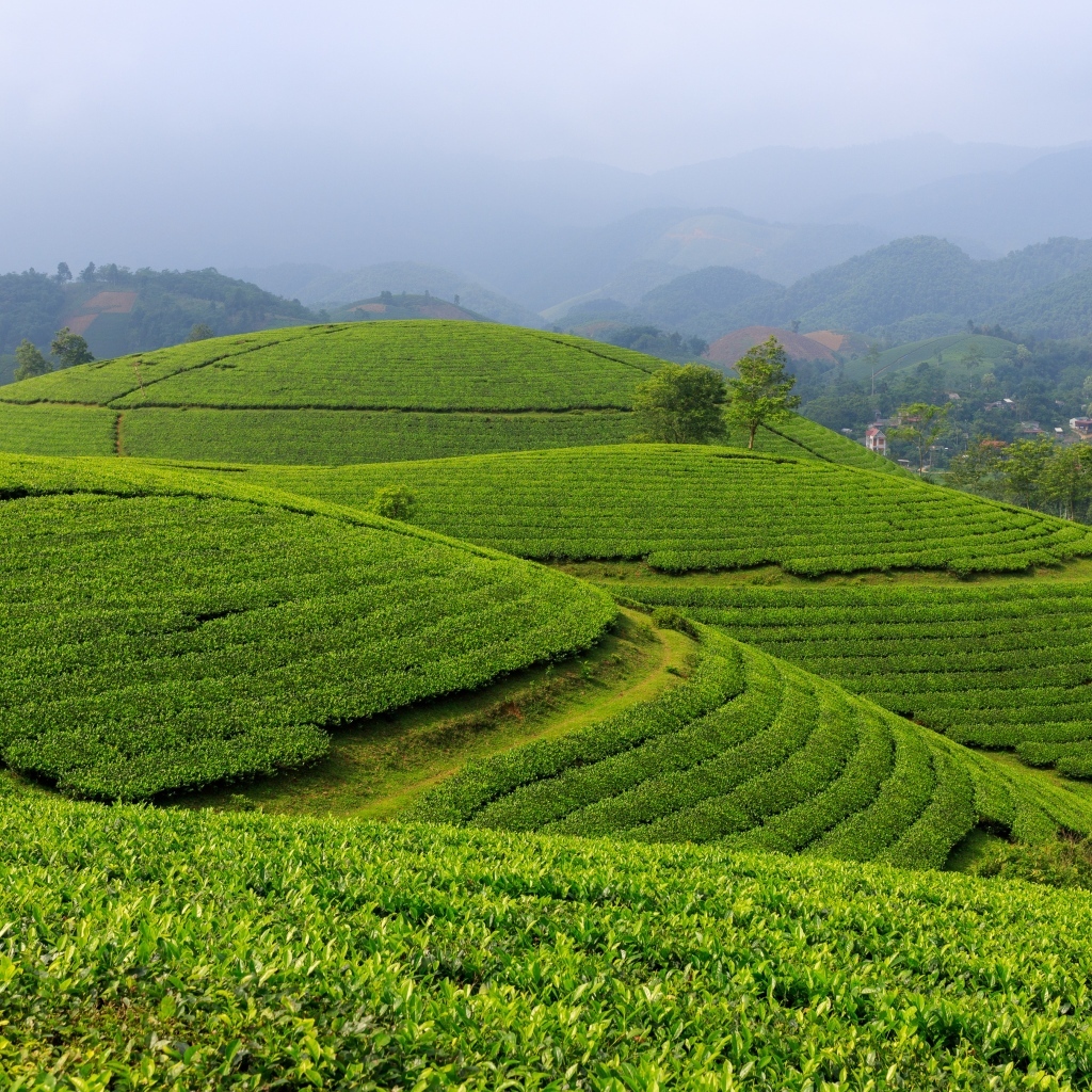 Зеленые чайные плантации, Вьетнам
