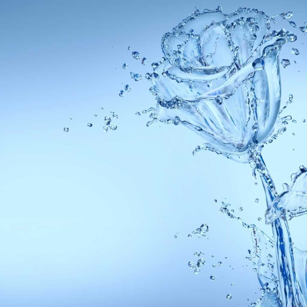 Красивая роза из воду на голубом фоне