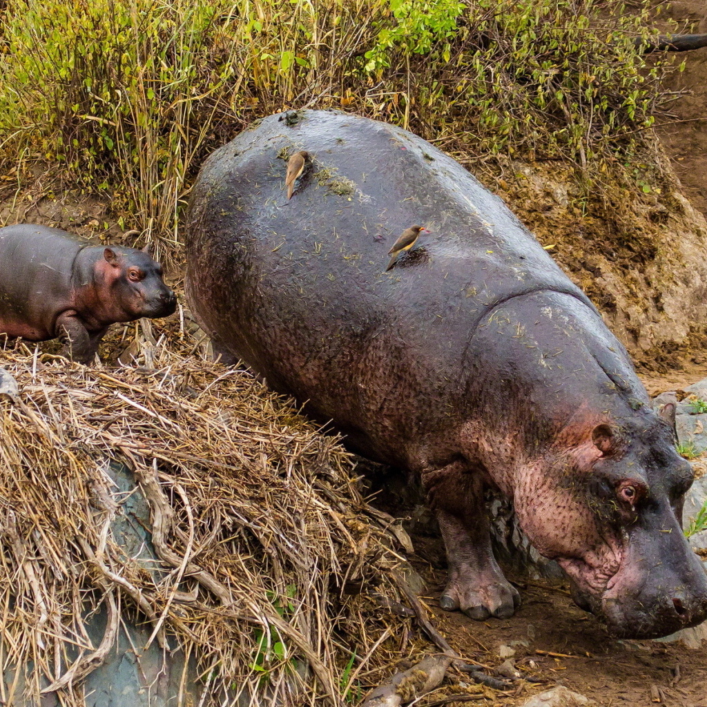 Гиппопотам с детенышем в зоопарке