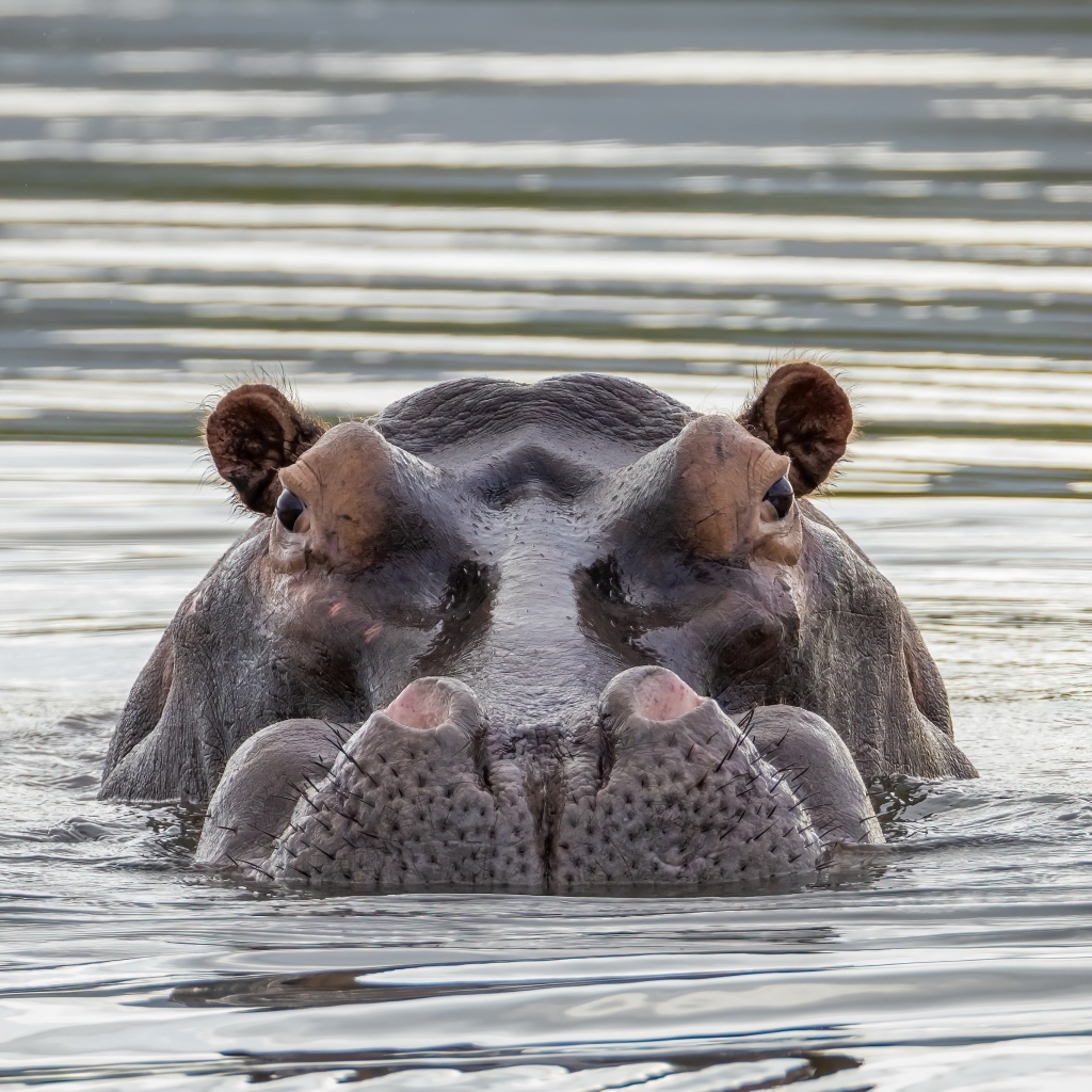 Большой бегемот прячется в воде