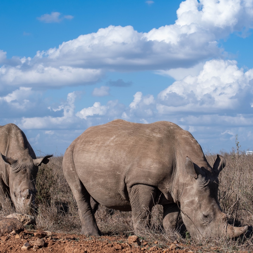 Два носорога на фоне неба с белыми облаками