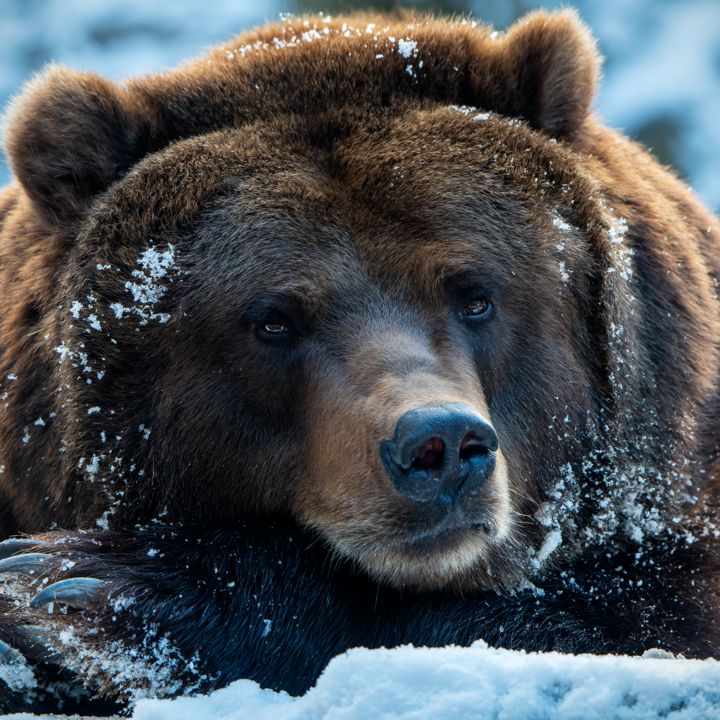 Большой хищный бурый медведь лежит на снегу