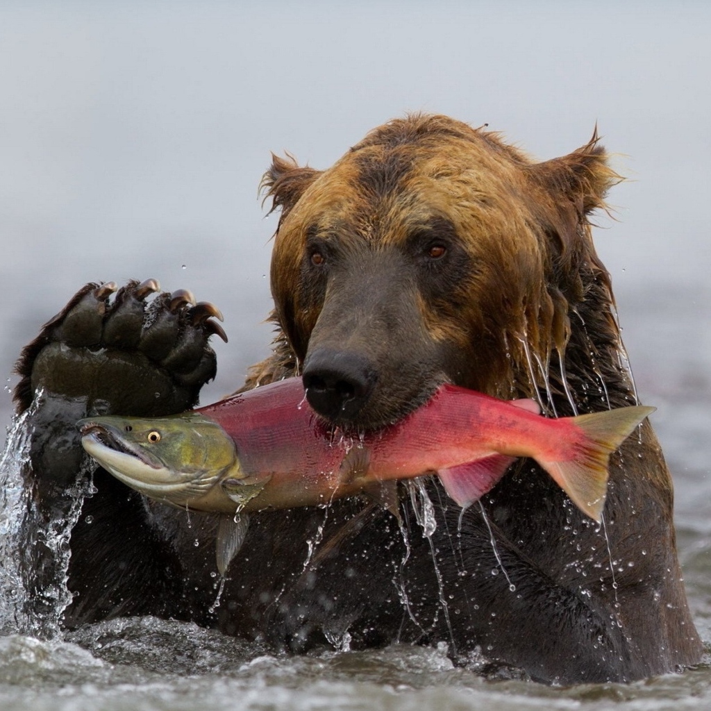 Большой бурый медведь ловит рыбу в реке