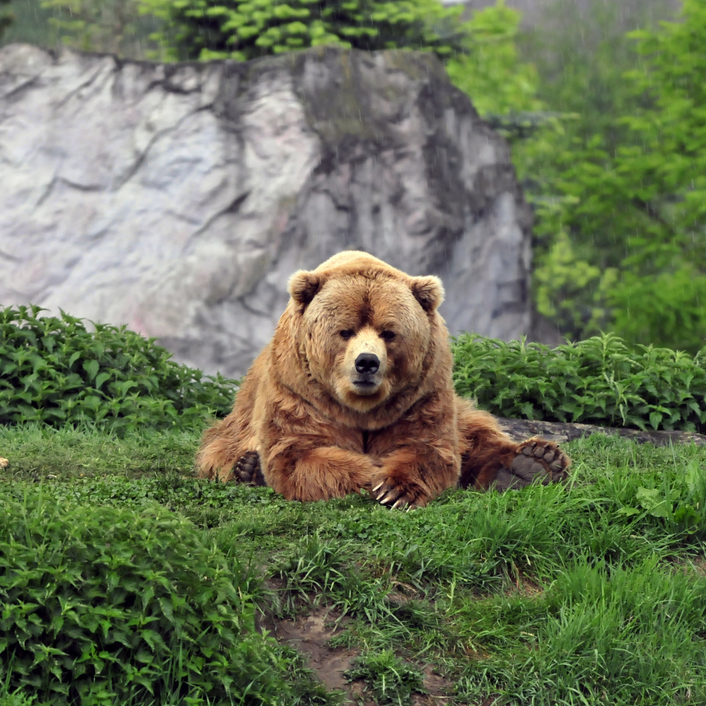 Большой бурый медведь на зеленой траве в зоопарке