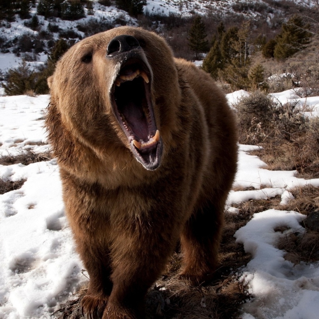 Свирепый бурый медведь с острыми клыками