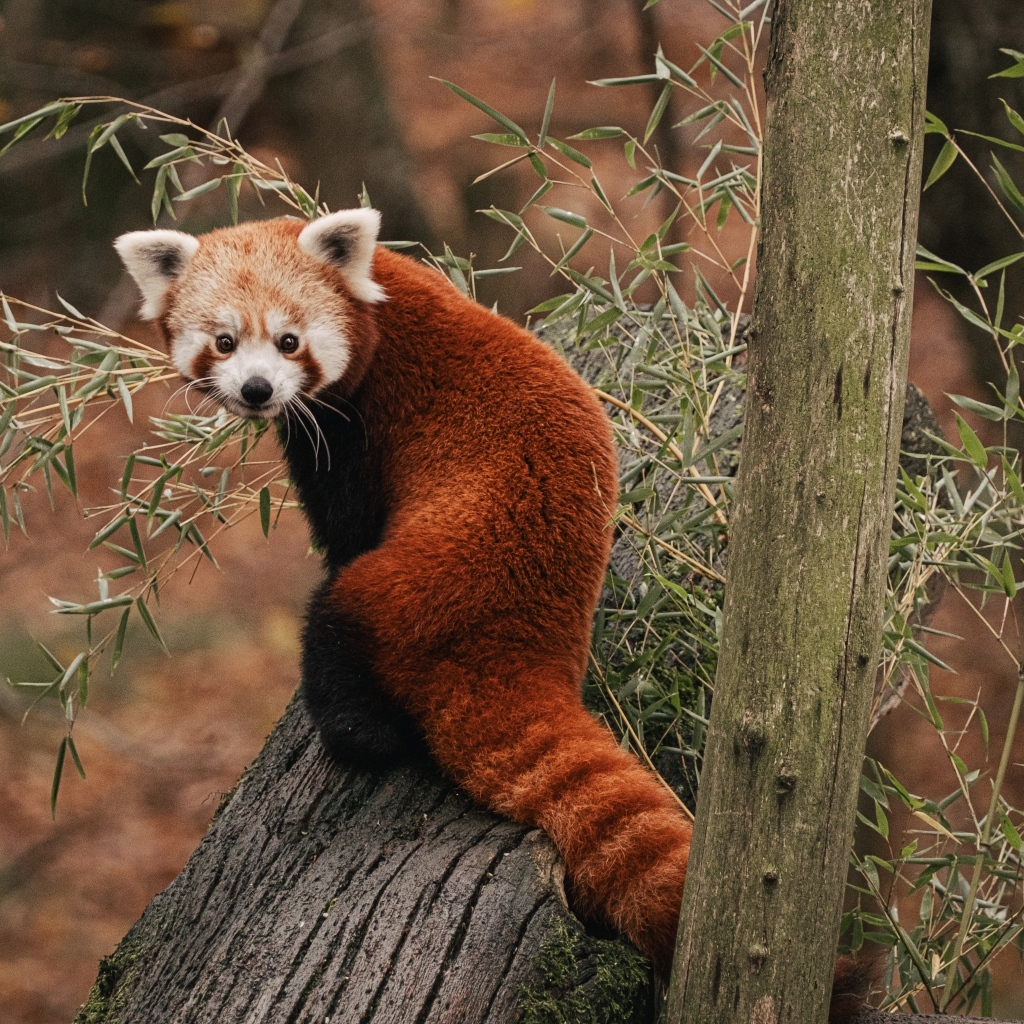 Красная панда сидит на дереве эвкалипта