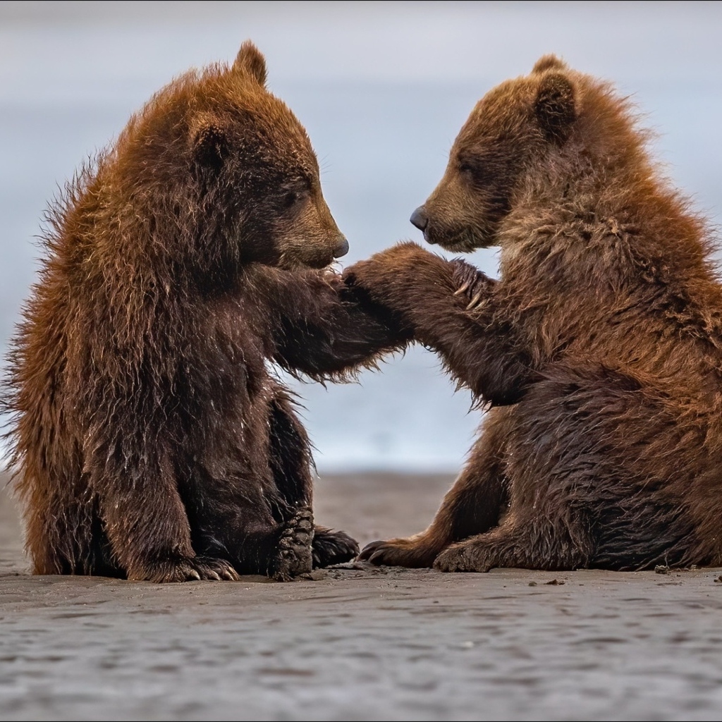 Два маленьких бурых медвежонка на мокром песке