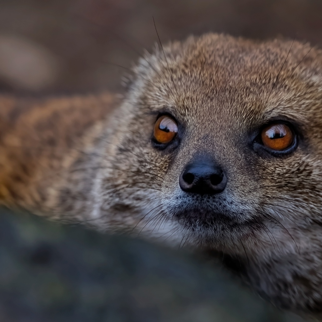 Большие карие глаза мангуста