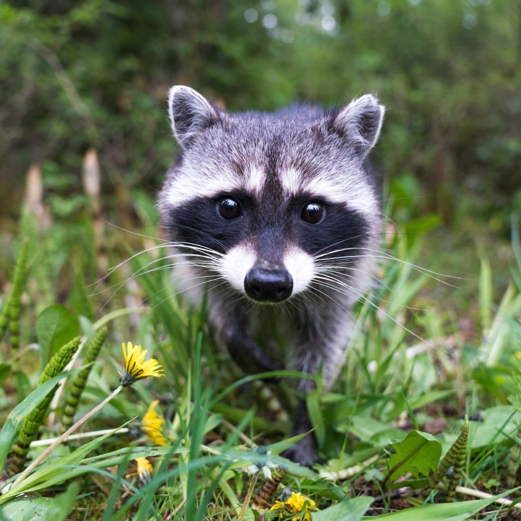Любопытный енот в траве