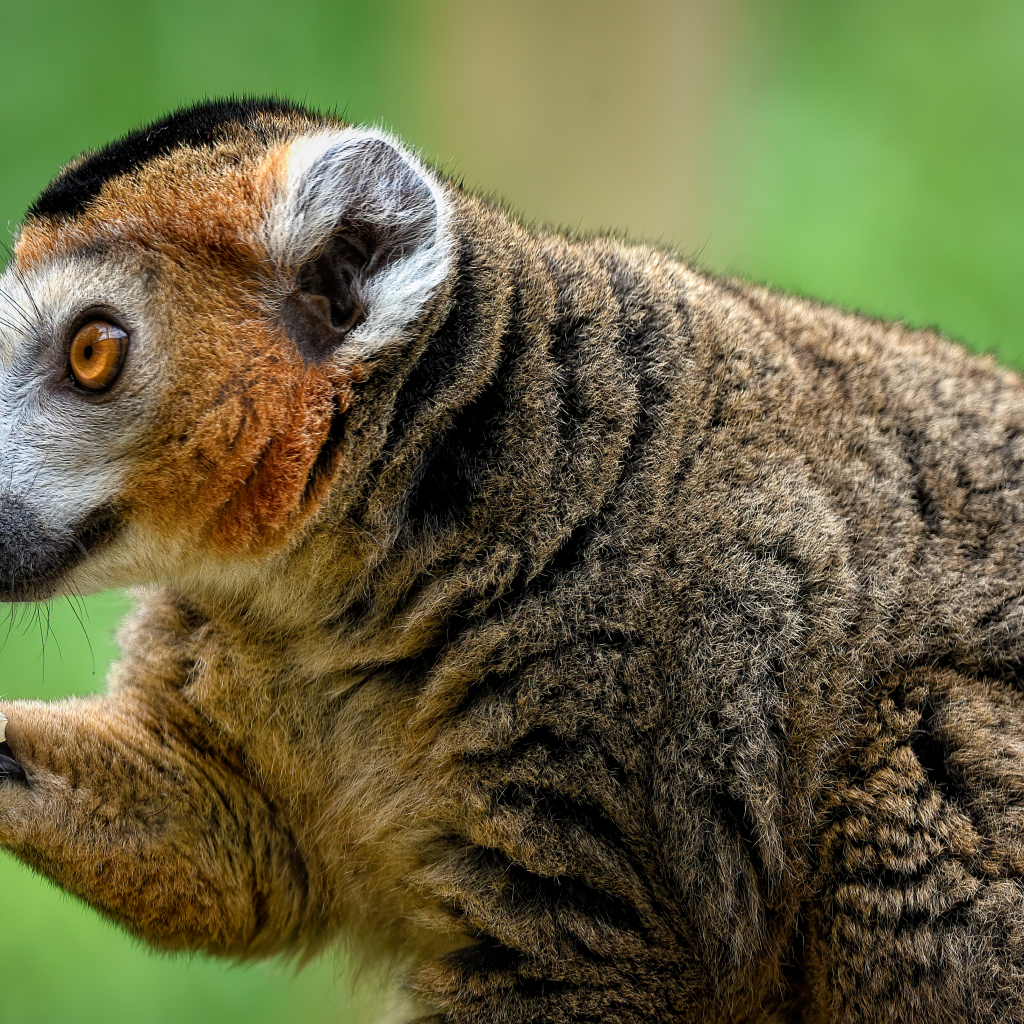 Лемур с коричневыми глазами ест грушу