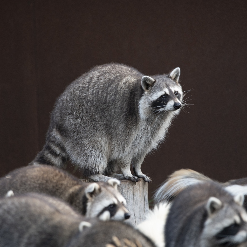 Много милых серых енотов