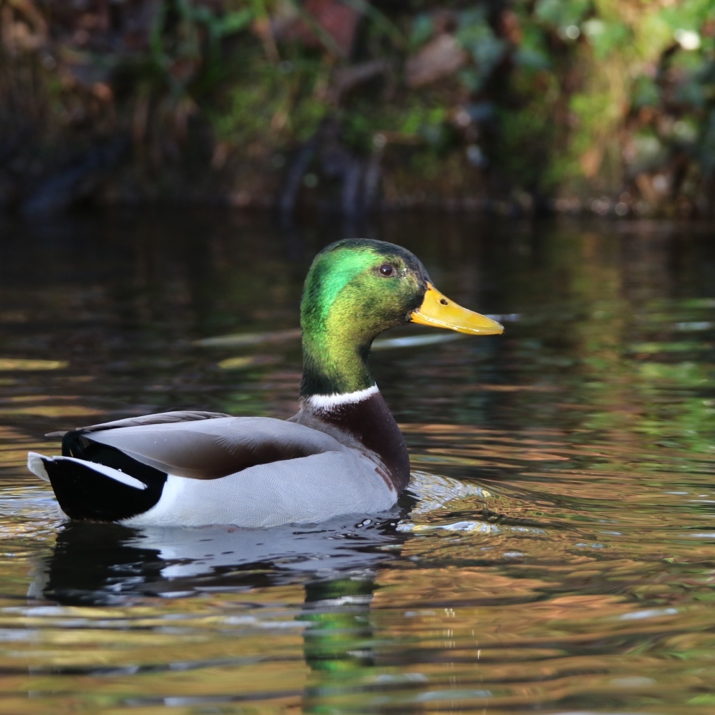 Красивый селезень плавает в воде