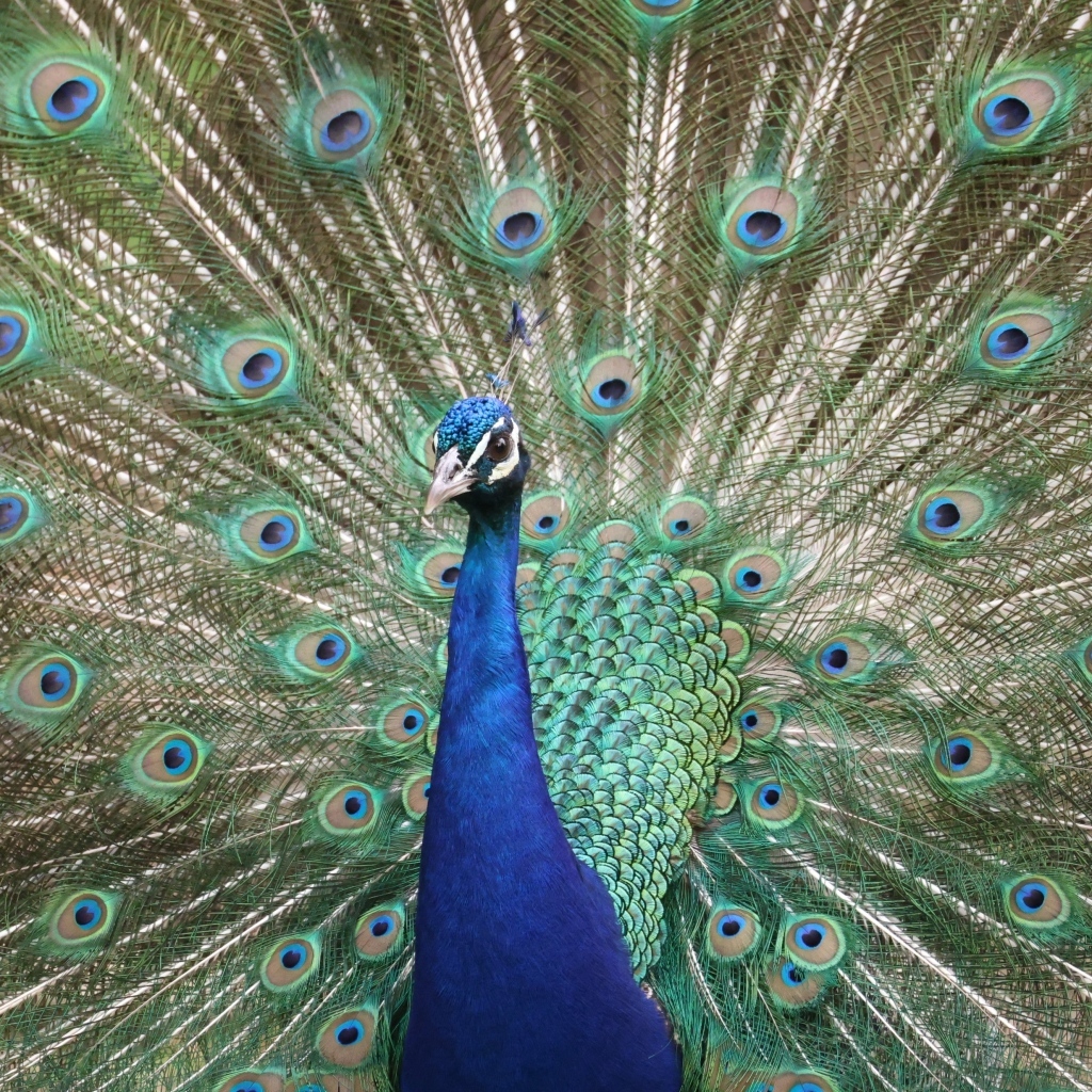 Красивый павлин раскрыл пышный хвост