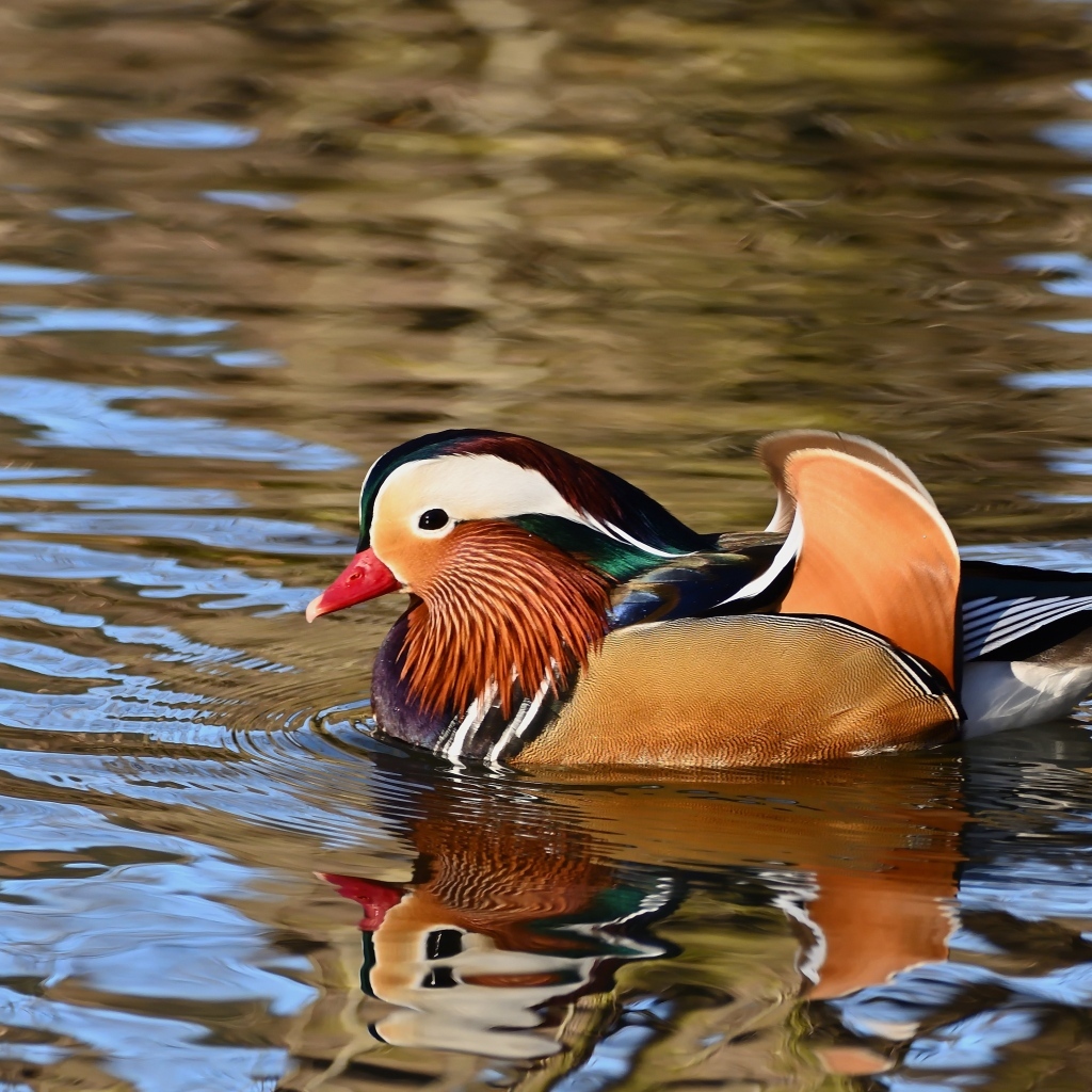 Разноцветная утка мандаринка плавает в воде