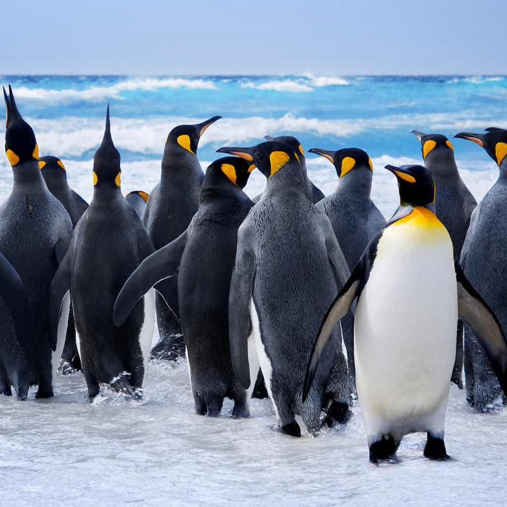 Стая пингвинов на льду у моря