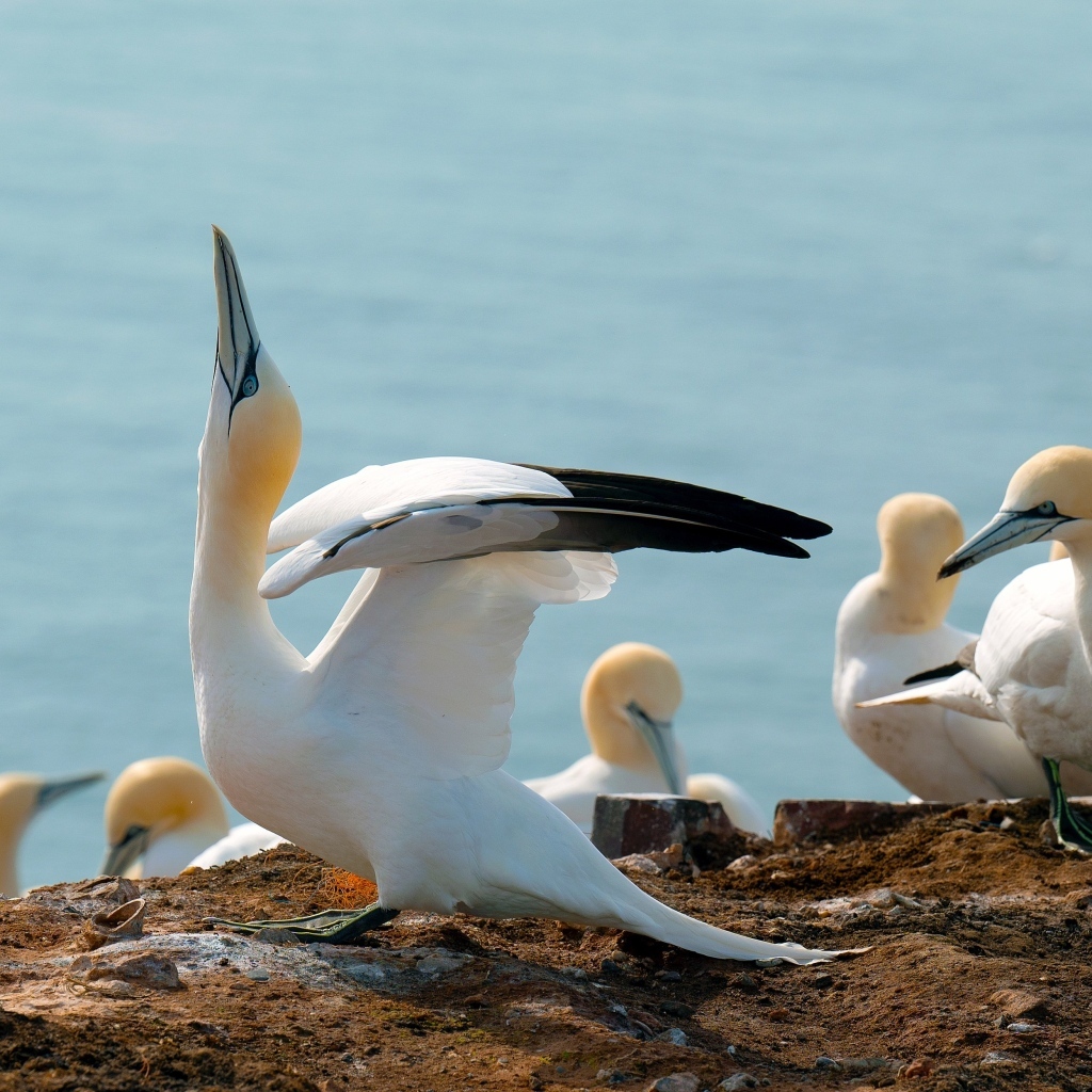 Стая чаек на скале у моря