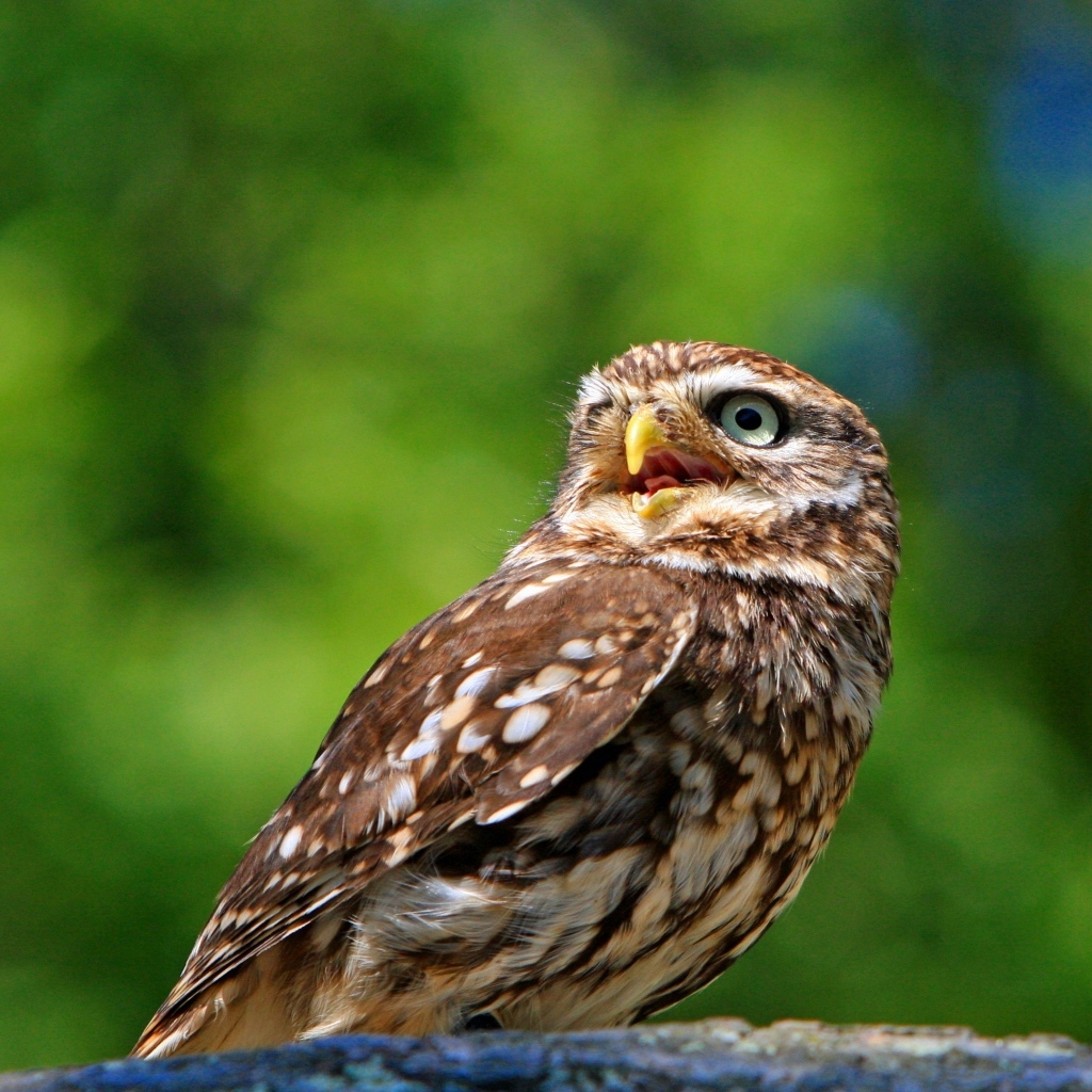 Большая коричневая сова с зелеными глазами сидит на камне