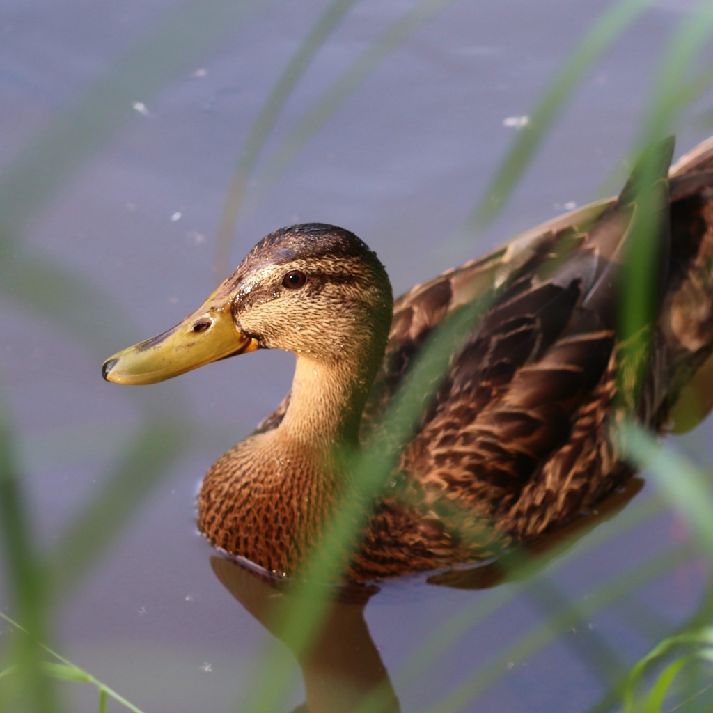 Большая серая утка плавает в воде