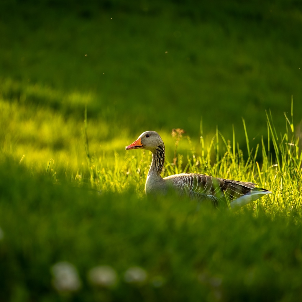 Большой серый гусь гуляет по зеленой траве