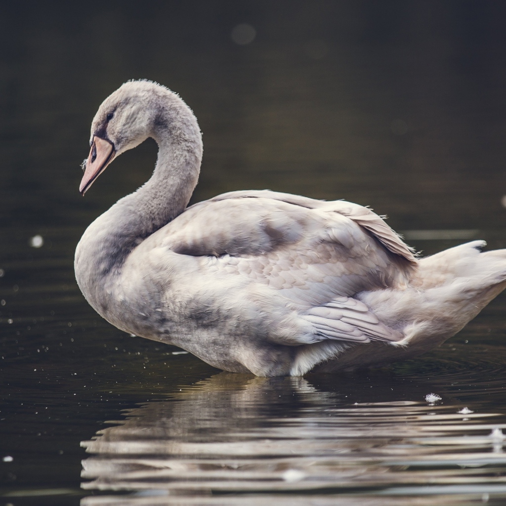 Большой серый гусь стоит в воде