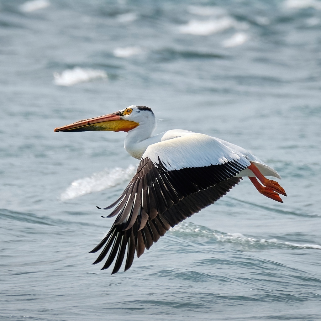 Большой пеликан летит над водой