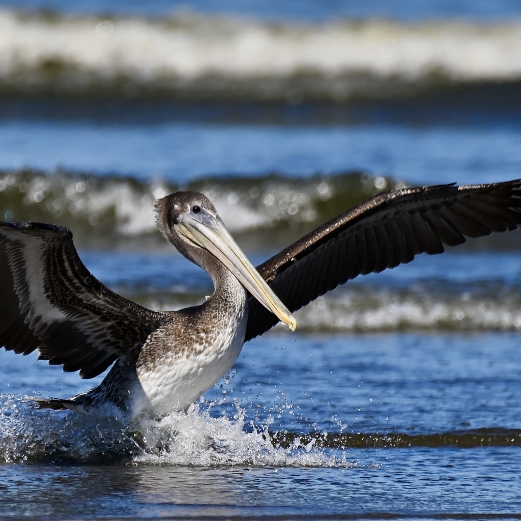 Большой пеликан расправил крылья в воде