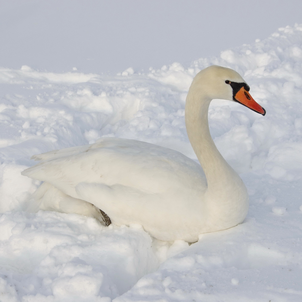 Большой белый лебедь лежит на снегу