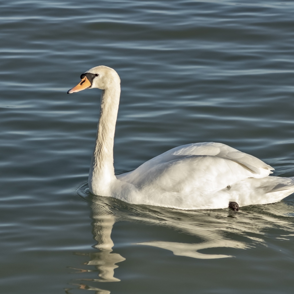 Большой белый лебедь плавает в воде