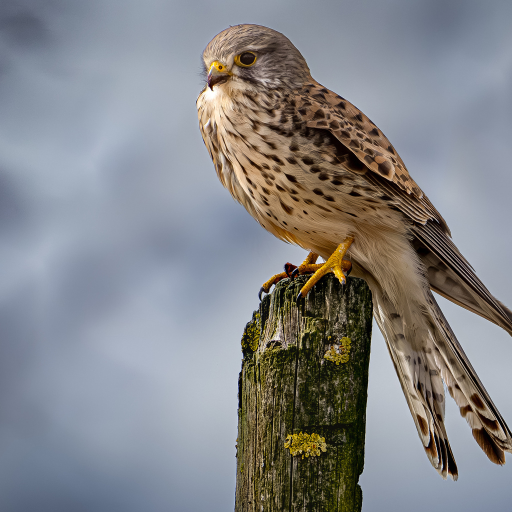 Хищный сокол сидит на сухом дереве 