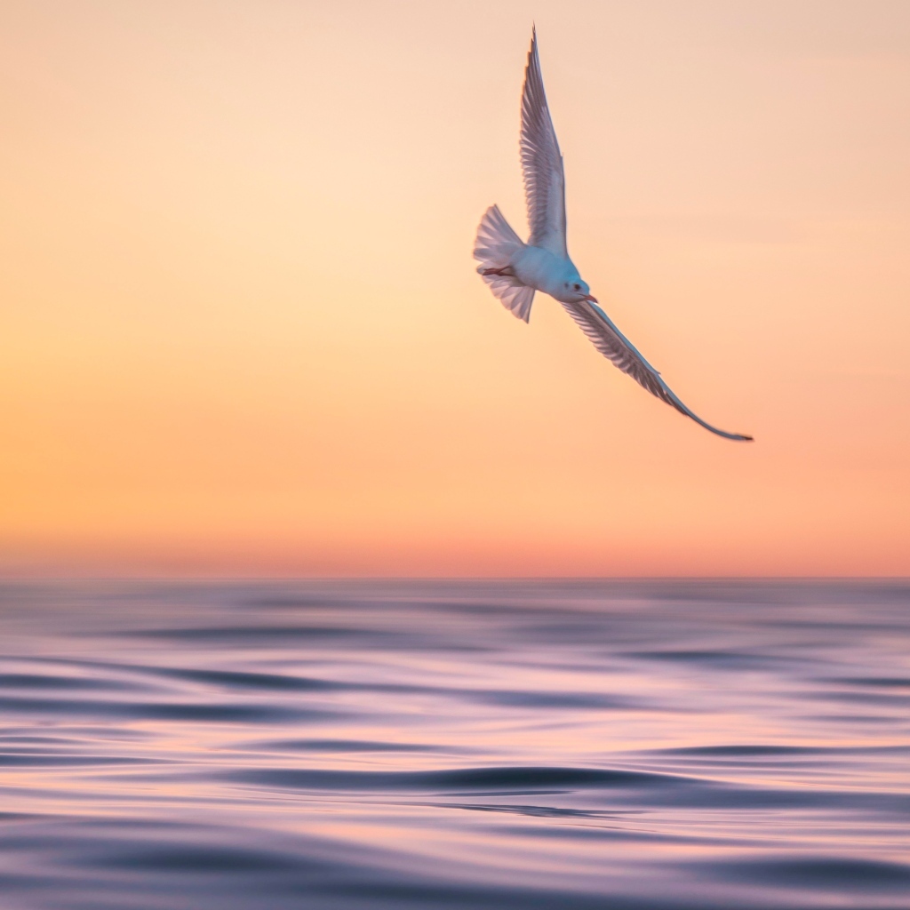 Чайка летает над спокойным морем