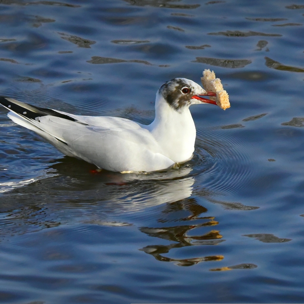 Чайка  с куском хлеба плавает в воде