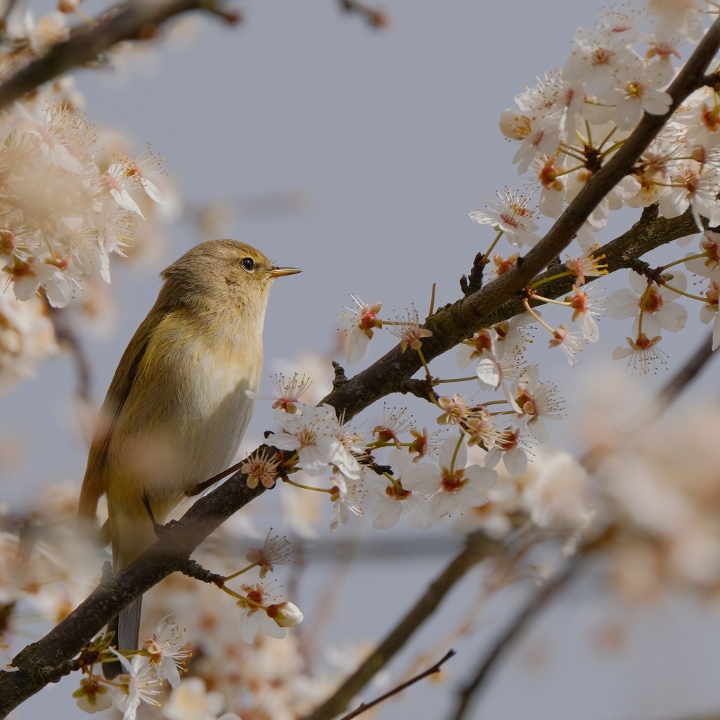 Маленькая птица сидит на цветущей ветке вишни 