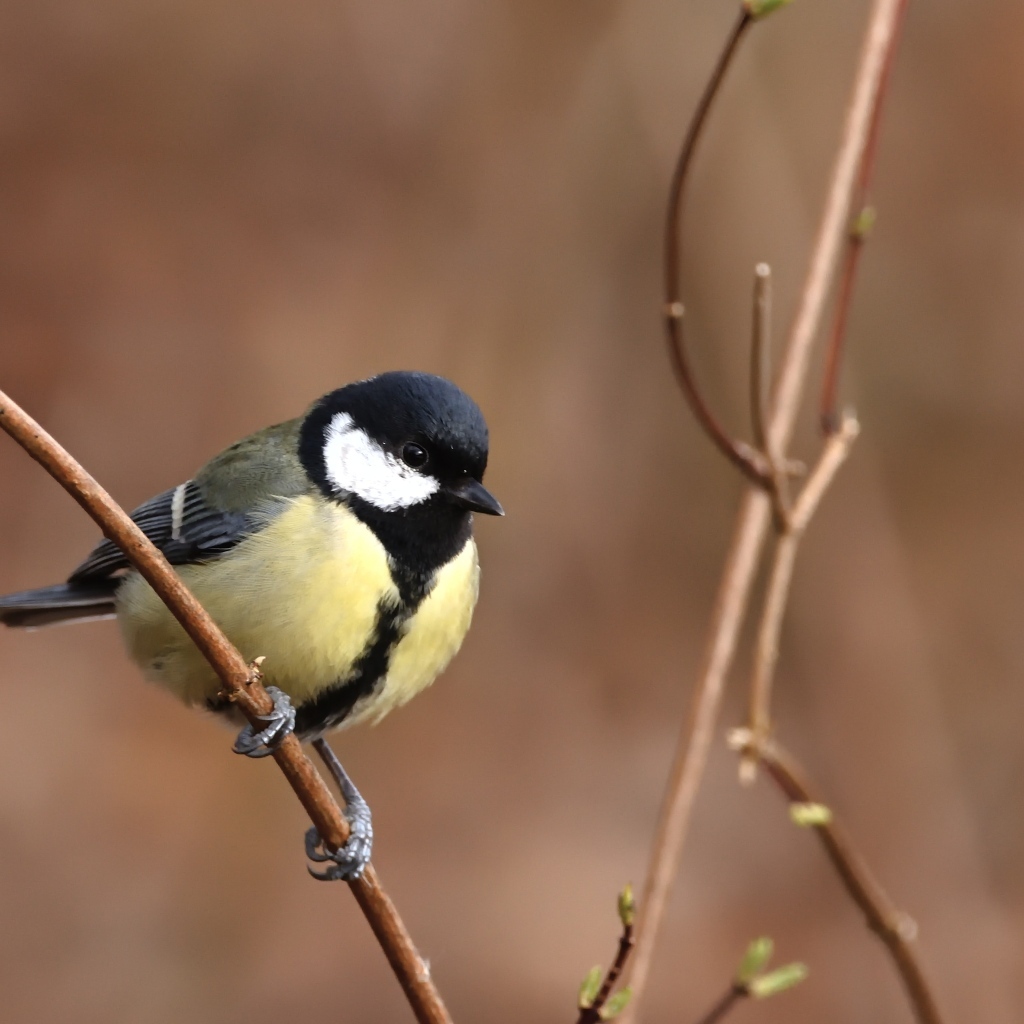Маленькая синица сидит на тонкой ветке