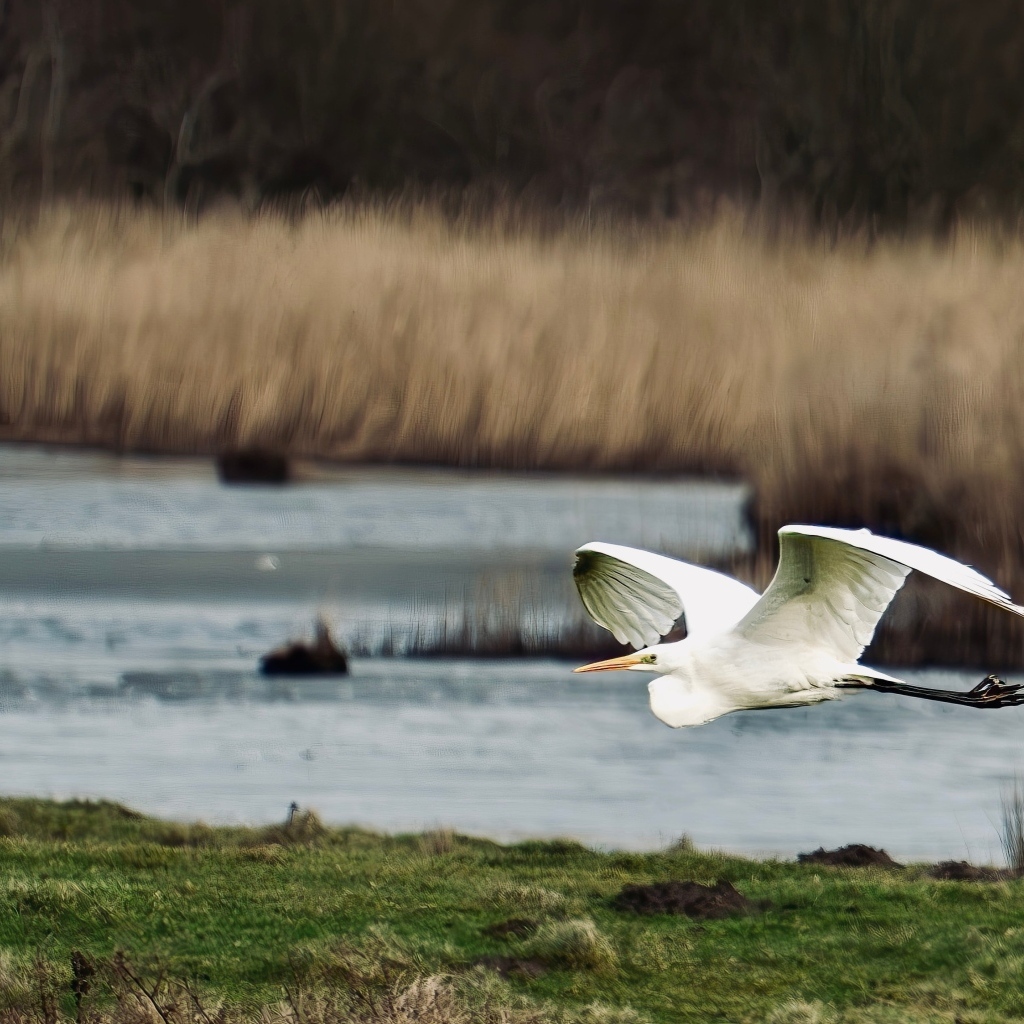 Белая цапля летит над водой