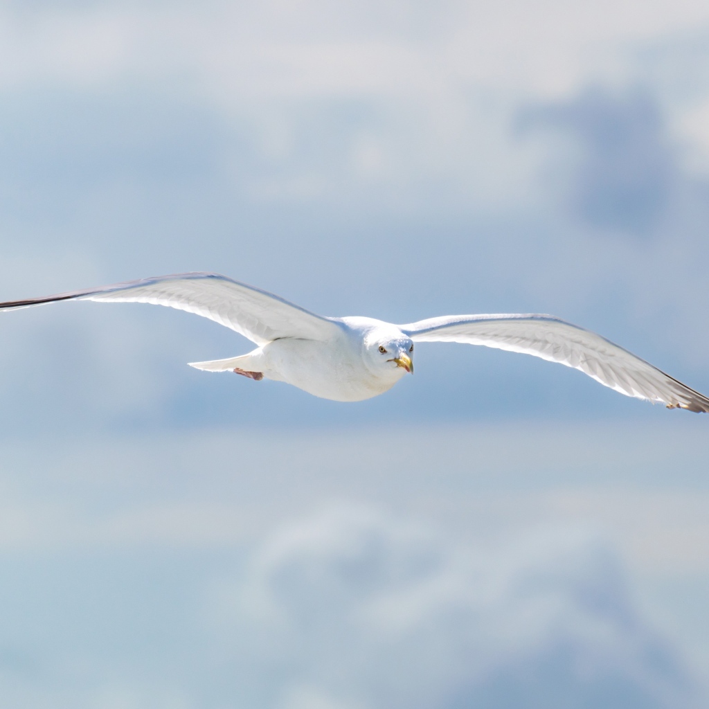 Белая чайка летит в облаках