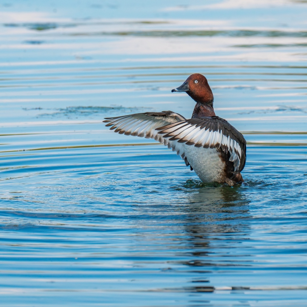 Дикая утка готовится к взлеты на озере