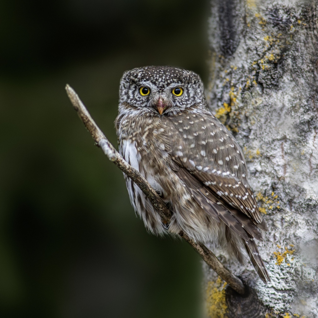 Птица сова сидит на ветке у дерева