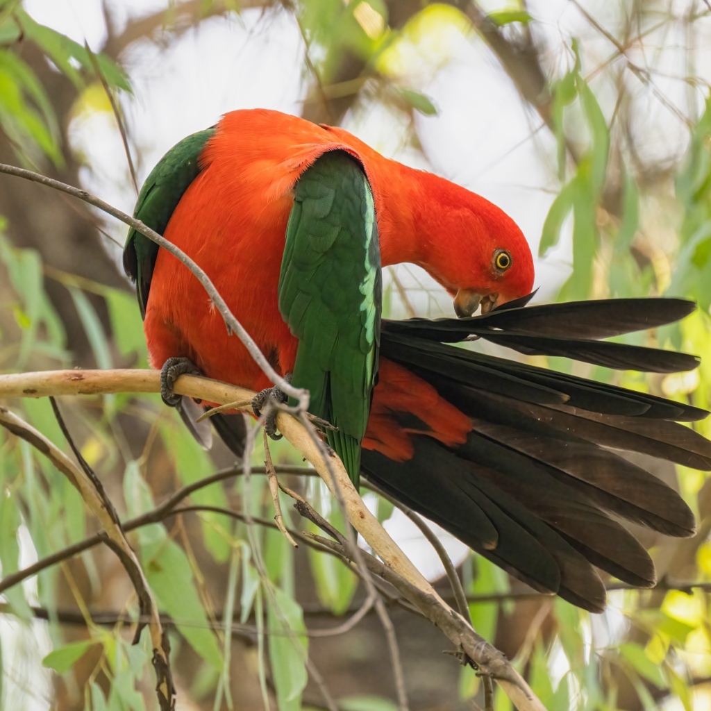Красивый австралийский королевский попугай на ветке