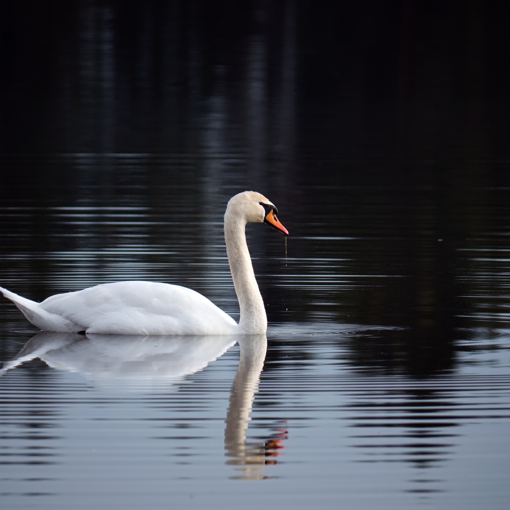Красивый белый лебедь отражается в воде