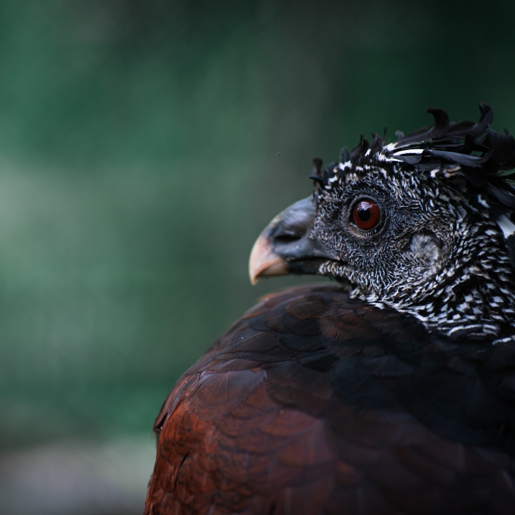 Большая черная птица великий курасов