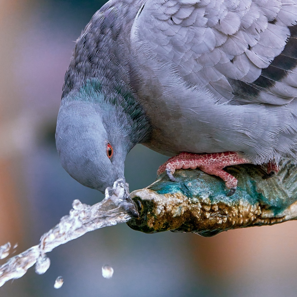 Большой серый голубь пьет воду