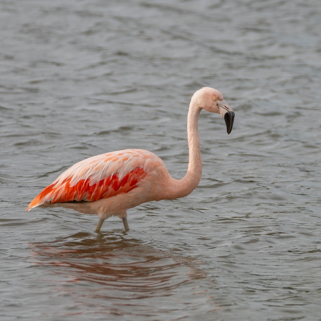 Большой розовый фламинго в воде