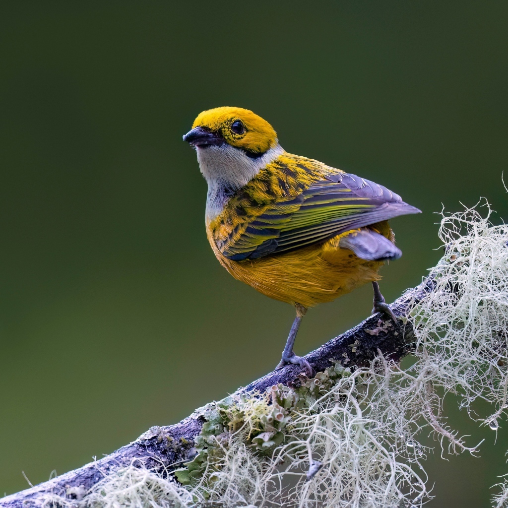 Птица вьюнок сидит на ветке