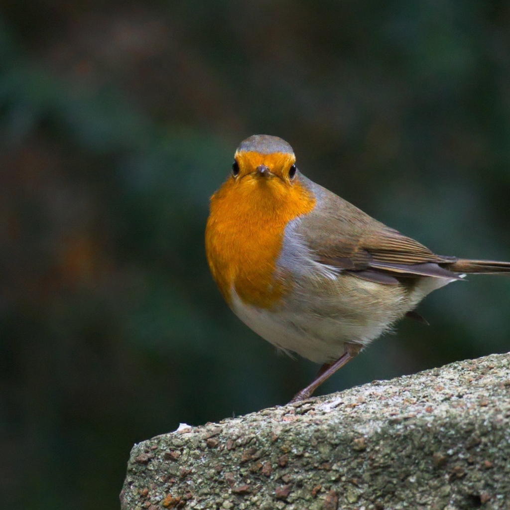 Птица вьюнок сидит на бетонной плите