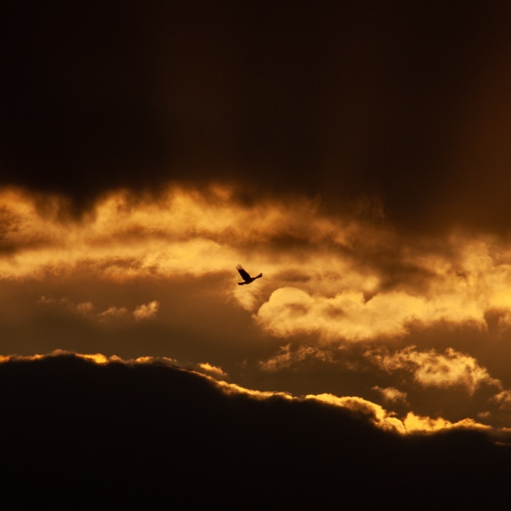 Птица летит в небе на фоне заката