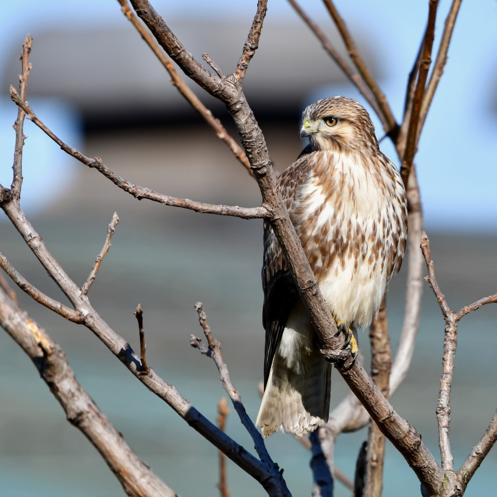 Хищная птица канюк сидит в ветках дерева