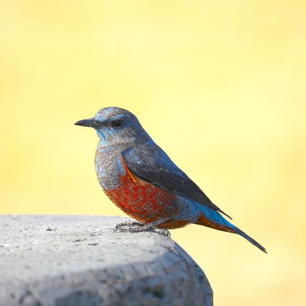 Птица сидит на камне на желтом фоне