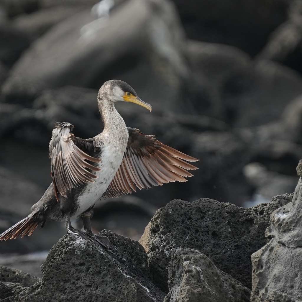 Черный баклан охотится на камне